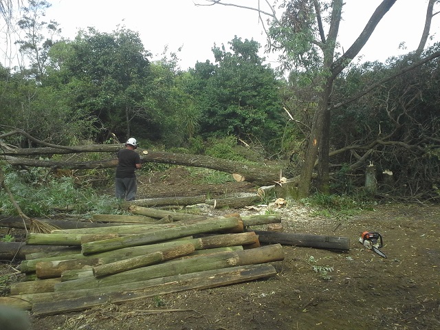 20160106shedsitecutwillows.jpg